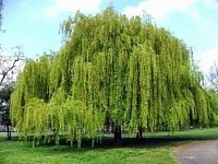 Beautiful Willow Tree so full and healthy. The willow tree was my mom's favorite tree.