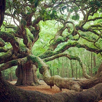 credits: Google Search This Oak Tree is over 200 years old. Their strength and endurance is incredible. Just look at her branches and the length of them?
